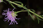 Roughleaf blazing star <BR>Tall blazing star